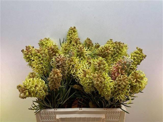 <h4>GREVI SPIDERMAN</h4>