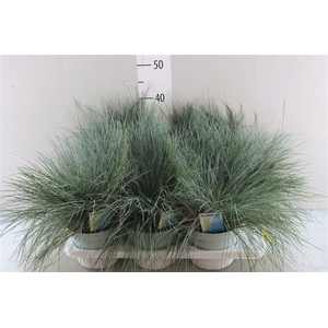 Festuca Glauca Intense Blue