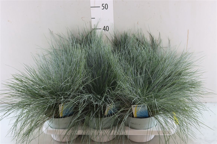 <h4>Festuca Glauca Intense Blue</h4>