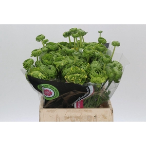 Ranunculus Pon Pon Peterpan