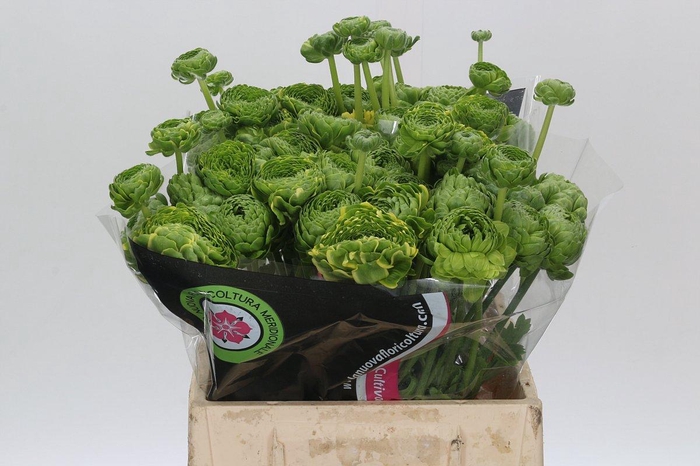 <h4>Ranunculus Pon Pon Peterpan</h4>
