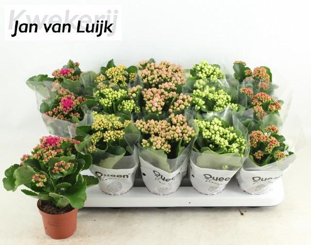 <h4>KAL GE GEM 6 KL</h4>