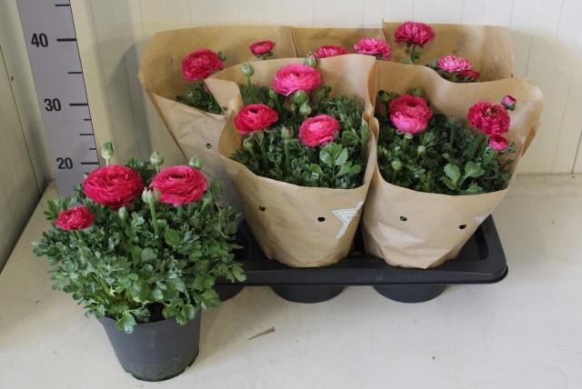 <h4>RANUN SPRINK PINK P17</h4>