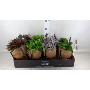 Planten Groen   ...mix  3