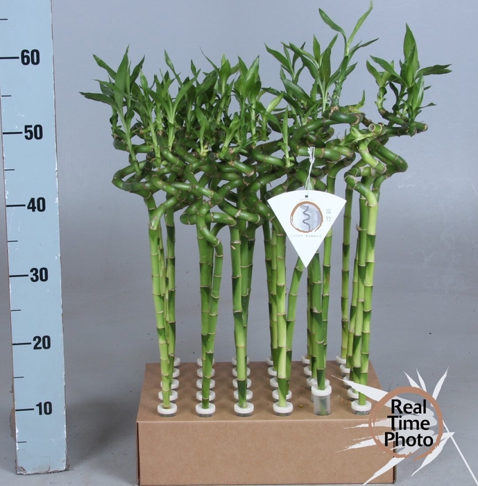 <h4>DRA LUCKY BAMBOO</h4>