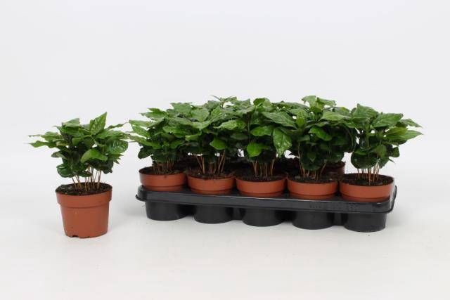 <h4>COFFEA ARABICA</h4>