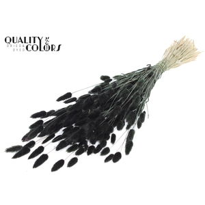 Lagurus per bunch Black