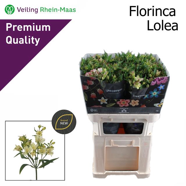 <h4>ALST FL LOLEA</h4>