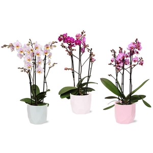 Phal. Multiflora 3-tak mix in keramiek BGC734 Vlakkenpot