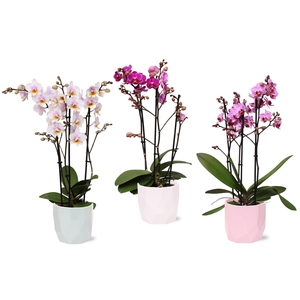 Phal. Multiflora 3-tak mix in keramiek BGC734 Vlakkenpot