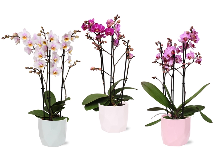 <h4>Phal. Multiflora 3-tak mix in keramiek BGC734 Vlakkenpot</h4>