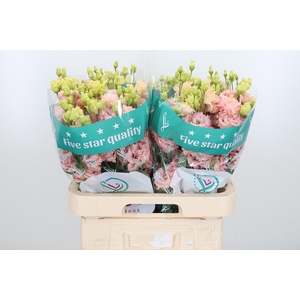 Eus G Alissa L Apric