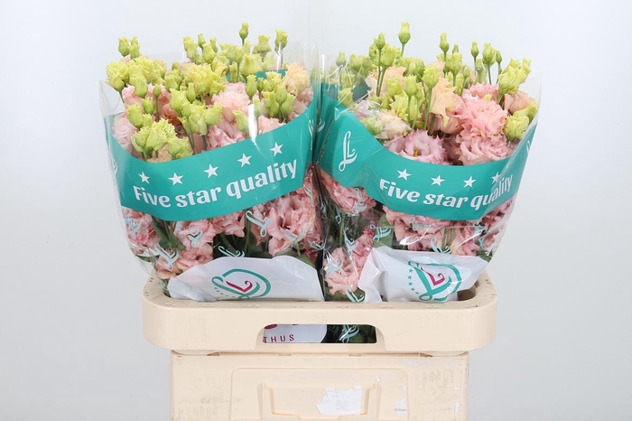 <h4>Eus G Alissa L Apric</h4>