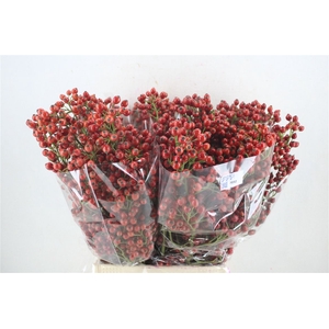 Rosa Starberry P Bunch