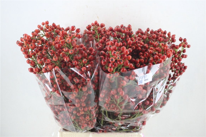 <h4>Rosa Starberry P Bunch</h4>