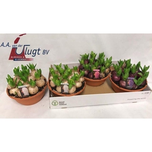 Hyacin Pear Gem 3 Kl