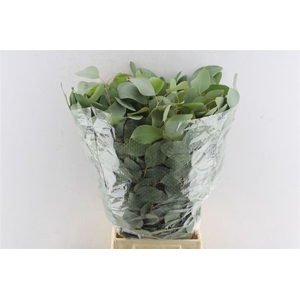 Euca Populus 300 Gram Extra Pt