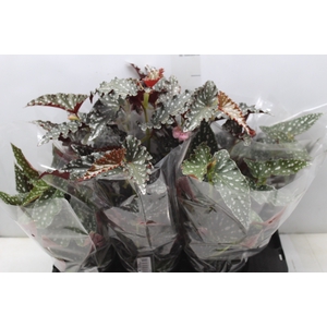 BEGONIA MACULATA SPOTLIGHT P15 VARIADO