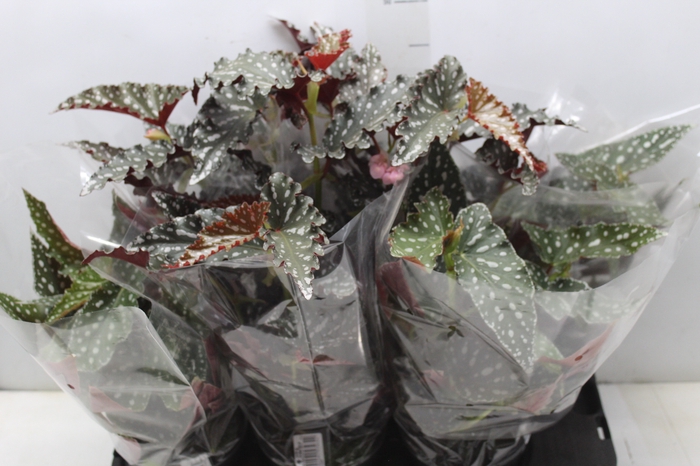 <h4>BEGONIA MACULATA SPOTLIGHT P15 VARIADO</h4>