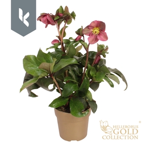HGC Helleborus Ice N Roses Red in goud