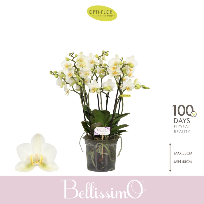 <h4>Bellissimo Bella</h4>