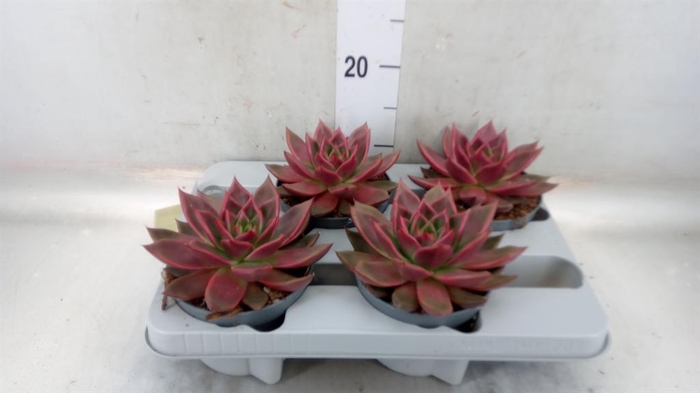 <h4>Echeveria   ...</h4>