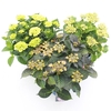 Hydrangea macrophylla overig