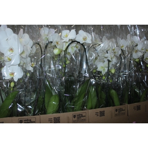 PHALAENOPSIS CASCATA P12 BRANCO