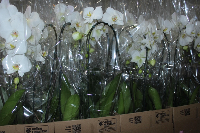 <h4>PHALAENOPSIS CASCATA P12 BRANCO</h4>