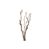Syringa Branch Extra Ginastera