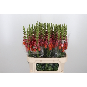 Antirrhinum Po D. Orange
