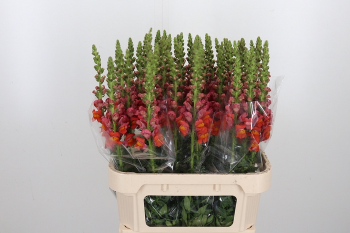 <h4>Antirrhinum Po D. Orange</h4>