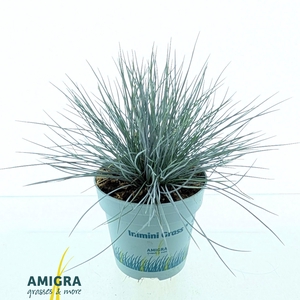 Festuca glauca CompactA Blue®