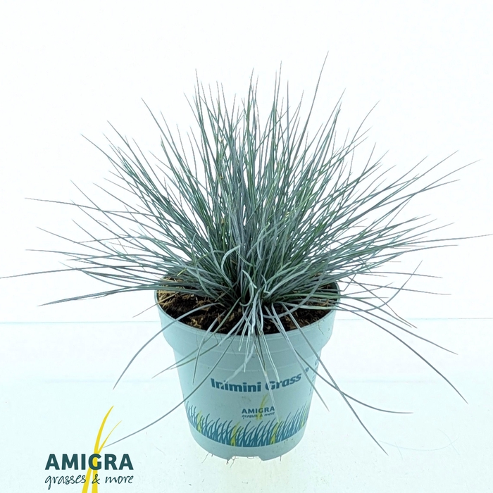 <h4>Festuca glauca CompactA Blue®</h4>