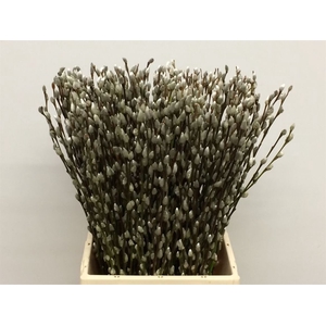Salix caprea 'Snow Flake'