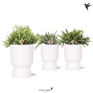 Rhipsalis Gemengd Keramiek Diabolo White