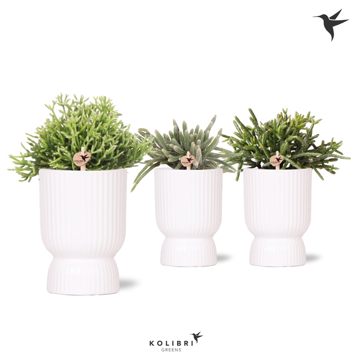 <h4>Rhipsalis Gemengd Keramiek Diabolo White</h4>