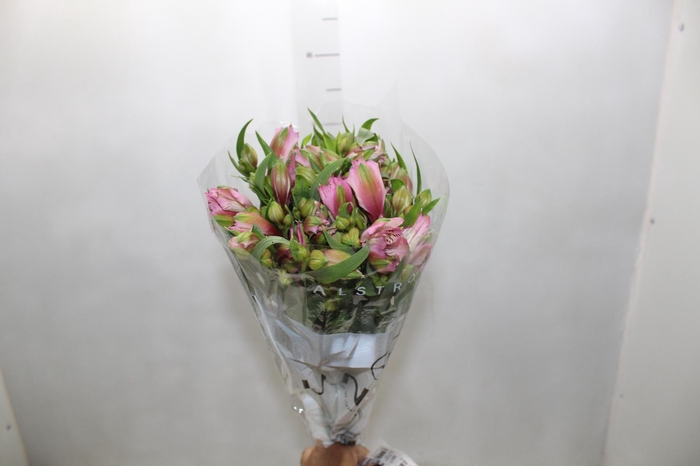 <h4>ALSTROEMERIA TAHITI 080 CM</h4>