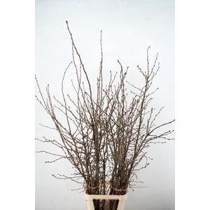 PRUNUS SERRULATA PER STEM 150CM