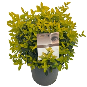 Euonymus jap. 'Goldmine'® sense