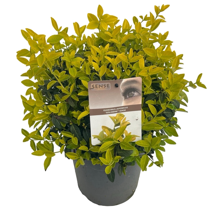 <h4>Euonymus jap. 'Goldmine'® sense</h4>