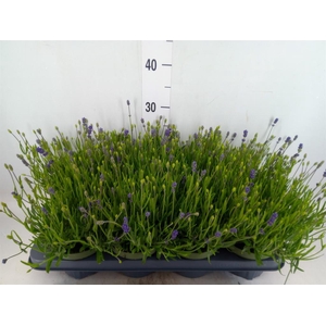 Lavandula angus. 'Essence Pure'