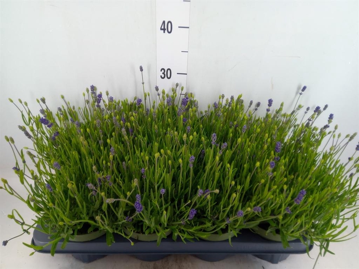 <h4>Lavandula angus. 'Essence Pure'</h4>