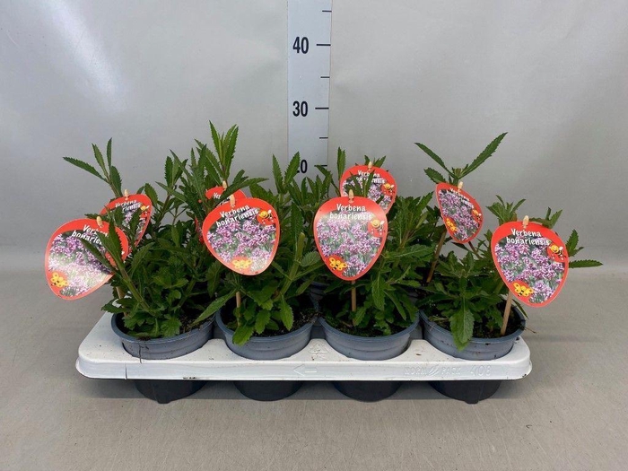 <h4>Verbena bonariensis</h4>