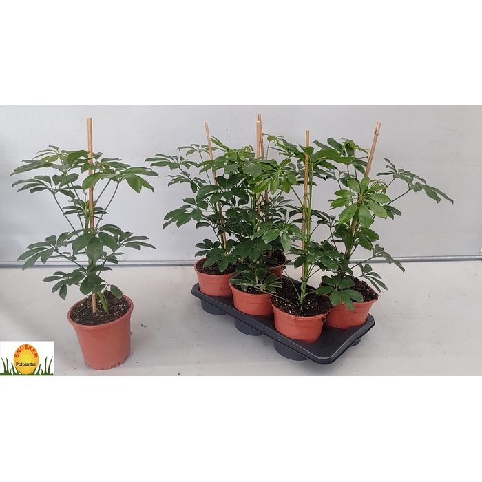 <h4>SCHEF AR COMPACTA</h4>