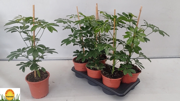 <h4>SCHEF AR COMPACTA</h4>