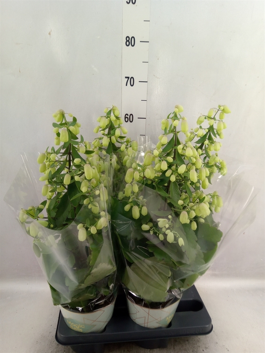 <h4>Kalanchoe  'Magic Bell'</h4>