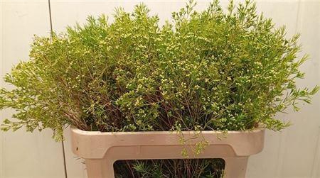 <h4>Chame Un Umbrella</h4>