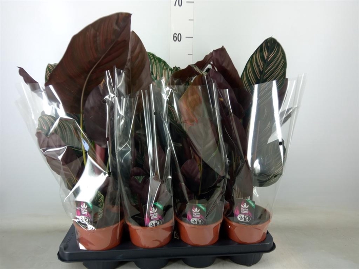 <h4>Calathea sanderiana</h4>