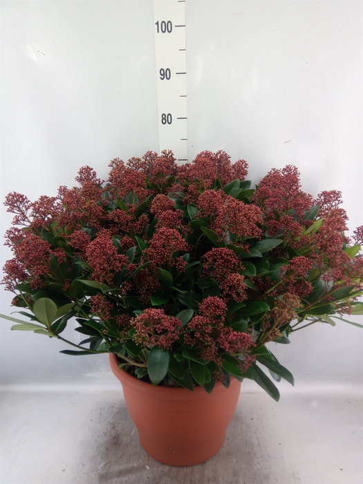 Skimmia jap. 'Rubella'